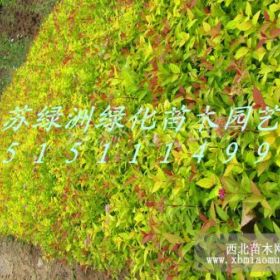 江苏绿化苗木供应金山绣线菊、绣线菊价格.金山绣线菊价格