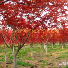 江蘇苗木供應1-6cm紅楓.日本紅楓.美國紅楓.江蘇紅楓價格