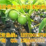 貴州8518核桃苗，貴州8518核桃苗基地