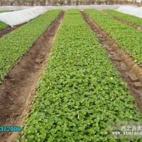 内蒙古草莓苗 新疆草莓苗 宁夏草莓苗 甘肃草莓苗 陕西草莓苗