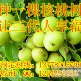 昆明核桃苗，昆明核桃苗基地