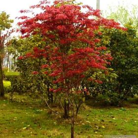 红枫 日本樱花 广玉兰等