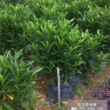 本園藝場大量供應(yīng)精品非洲茉莉球