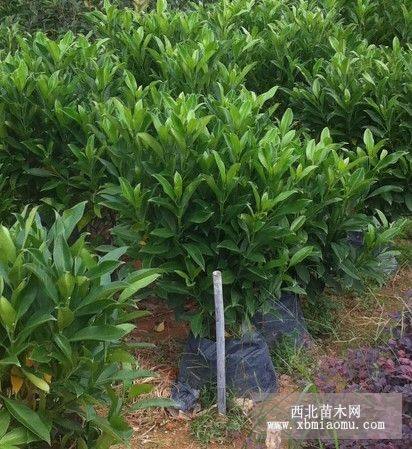 非洲茉莉