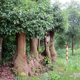 香樟盆景 益阳市慧林园林特价供应