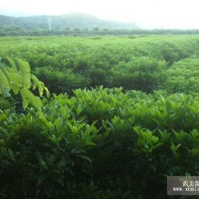 阿海花木场供应普宁非洲茉莉规格多价格低廉清场货