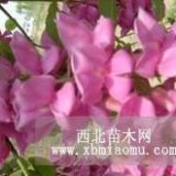 香花槐苗