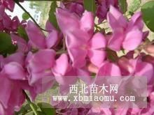 香花槐苗