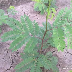 欒樹；國槐；香花槐