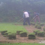 江苏狗牙根绿化草坪供应销售基地批发、原产地、价格、求购