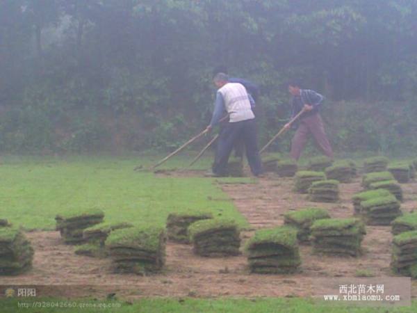 草坪，苗木2