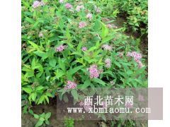 金山绣线菊、金焰绣线菊红花绣线菊