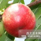 熊岳大棚油桃苗，中油4號126號油8等