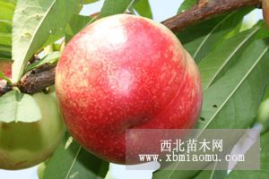 熊岳大棚油桃苗，中油4號126號油8等