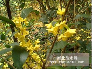 香樟，紫薇，乌桕，桂花