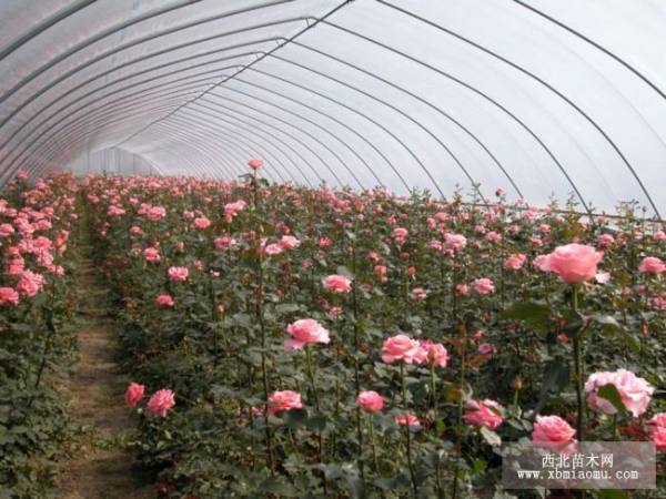 花卉大棚骨架 溫室蔬菜大棚骨架