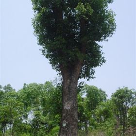 供应38公分移植高杆香樟益阳市慧林园林