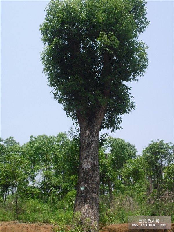 38公分移植高杆香樟