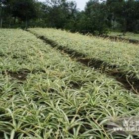 樂山沁園農(nóng)業(yè)大量供應(yīng)金邊吊蘭、紅花繼木