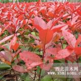 大量供應(yīng)紅葉石楠