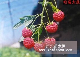 哈瑞太茲-秋果雙季樹莓