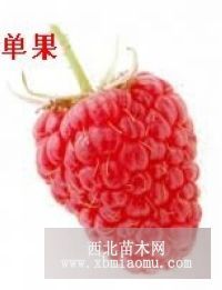 夏果單季樹莓-寶尼、費(fèi)爾都德