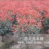 南京紅葉石楠  高桿紅葉石楠銷售