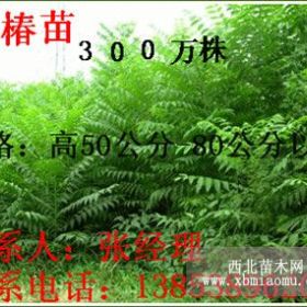 2012香椿苗 大棚香椿苗 香椿苗基地  1-2米香椿苗