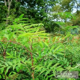 辽宁花楸苗,花楸树苗价格