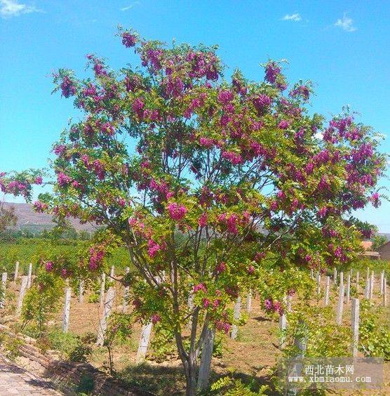 优质香花槐苗