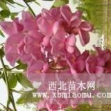 香花槐