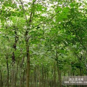 供应优质白蜡、大规格白蜡、白蜡小苗