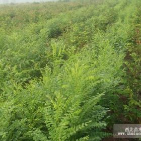 北京龍景苗圃售玉蘭，銀杏，石榴，青竹