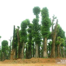 供应香樟，栾树，桂花，广玉兰