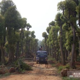 湖南香樟樹大型園林，湖南香樟樹大型基地，供應(yīng)各種香樟樹