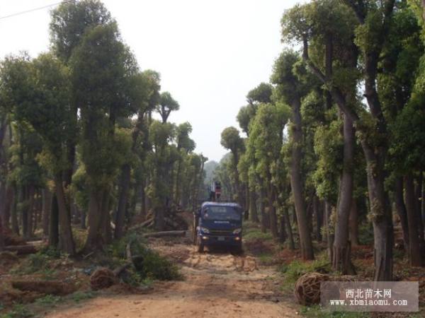 湖南移植香樟树