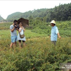 重慶天地農(nóng)場(chǎng)快繁男曹輝華羅彩義的傻瓜式植物高效快繁技術(shù)