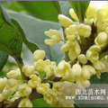 大量供應(yīng) 桂花