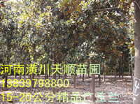 哪里有廣玉蘭，廣玉蘭價(jià)格，廣玉蘭基地，廣玉蘭苗，廣玉蘭