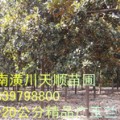 哪里有廣玉蘭，廣玉蘭價(jià)格，廣玉蘭基地，廣玉蘭苗，廣玉蘭