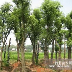 移植香樟樹，骨架香樟樹，全關(guān)香樟樹