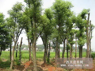 移植香樟樹(shù)，骨架香樟樹(shù)，香樟樹(shù)