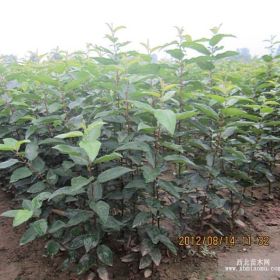 蒙山甜茶嫁接各種蘋(píng)果海棠優(yōu)砧木 砧木之王