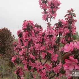 紅花系：絢麗海棠、芭蕾舞美海棠、鉆石海棠、粉屋頂?shù)缺泵篮Ｌ?/></a>
<div><a href=