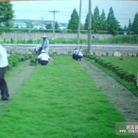 混播黑麥草價格|狗牙根草坪價格|混播草皮價格