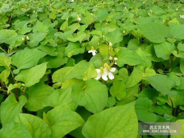 魚腥草種苗，魚腥草種子