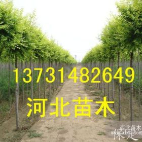 金叶榆|河北金叶榆|保定金叶榆|金叶榆价格行情|金叶榆基地