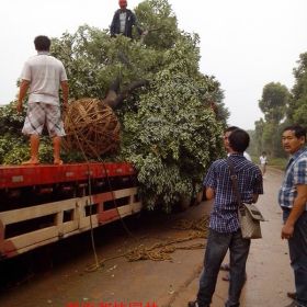 湖南苗木网-罗汉松球低价供应