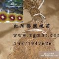 產(chǎn)地紅陽獼猴桃苗70萬株