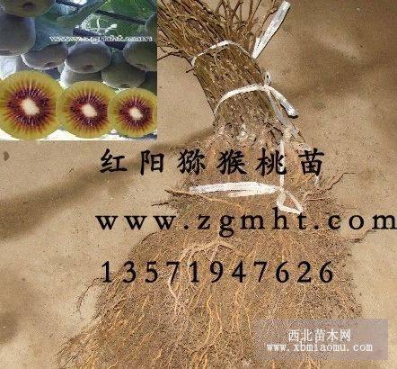 產(chǎn)地專供紅陽(yáng)獼猴桃苗70萬(wàn)株